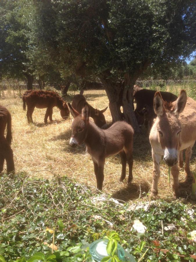 B&B Masseria Nuove Caselle Villa Castelli エクステリア 写真